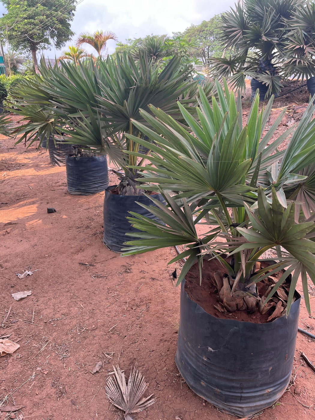 Buy Borassus flabellifer Palmyra Palm Tree - The Ultimate Source of Wi ...