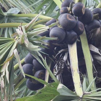 toddy palm plant Buy Borassus flabellifer Palmyra Palm Tree