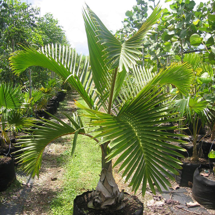 champagne palm plant Champagne Palm