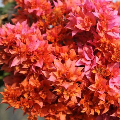 Buy Bougainvillea Orange Double - Rosevelt's Delight (B. buttiana plena var) - Vibrant and