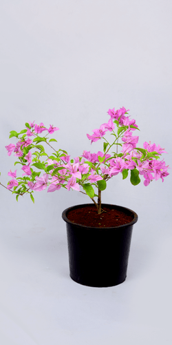 Beautiful Bougainvillea Pink Double Live Plant - Perfect for Creeping and Climbing