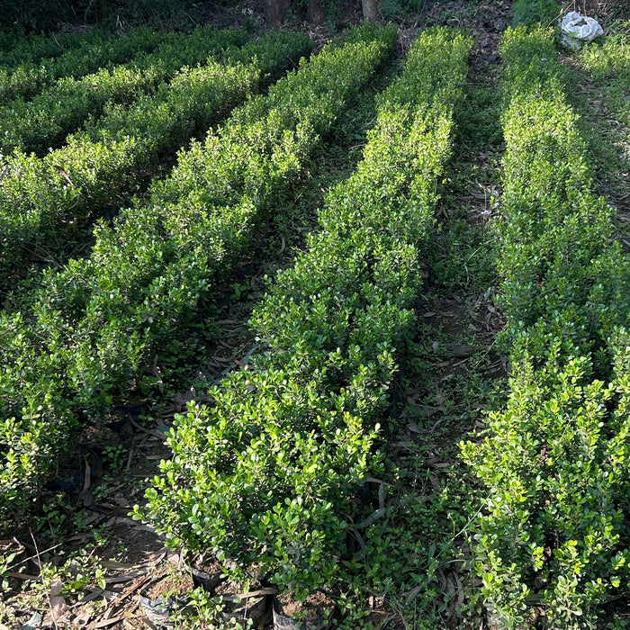 Buy Boxwood Plant for Hedges and Landscaping at Saharanpur Nursery