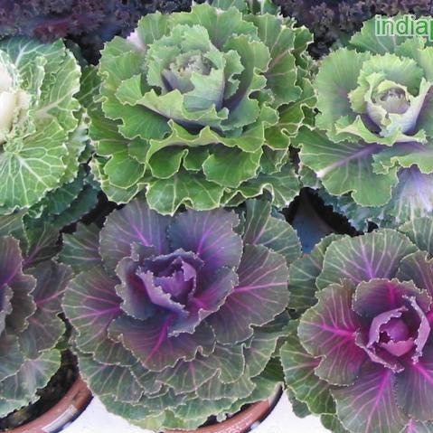 Buy Beautiful Ornamental Cabbage - Brassica oleracea acephala - Add Color to Your Garden Today!