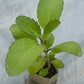 Bryophyllum pinnatum - Plant