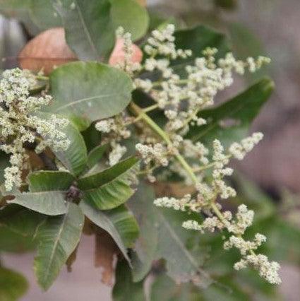 Exotic and Nutritious | Shop the Best Selection of Buchanania Latifolia, Chironjia Sapida, and More