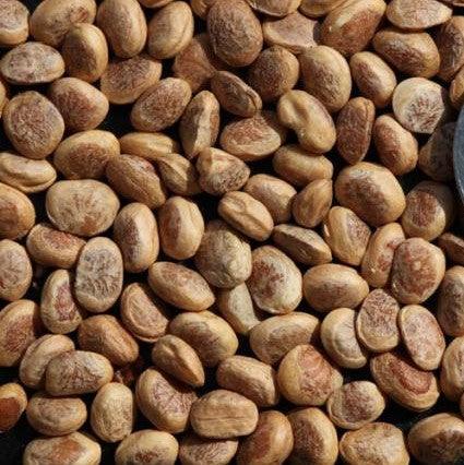 Exotic and Nutritious | Shop the Best Selection of Buchanania Latifolia, Chironjia Sapida, and More