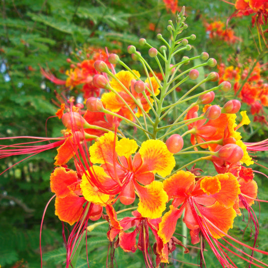 Caesalpinia/Shankasur Red - Flowering Shrubs