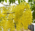 Cassia fistula / Indian laburnum - Avenue Trees