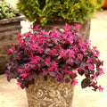 Chinese Fringe Flower/Loropetalum Chinense - Flowering Shrubs