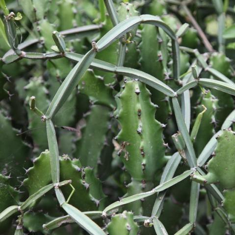 Buy Cissus Quadrangularis | The Versatile Veld Grape Plant for Sale