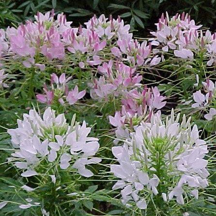 Buy Beautiful Cleome Hassleriana, Houtteana, Pungens, Spinosa - Spider Flower Plants Online