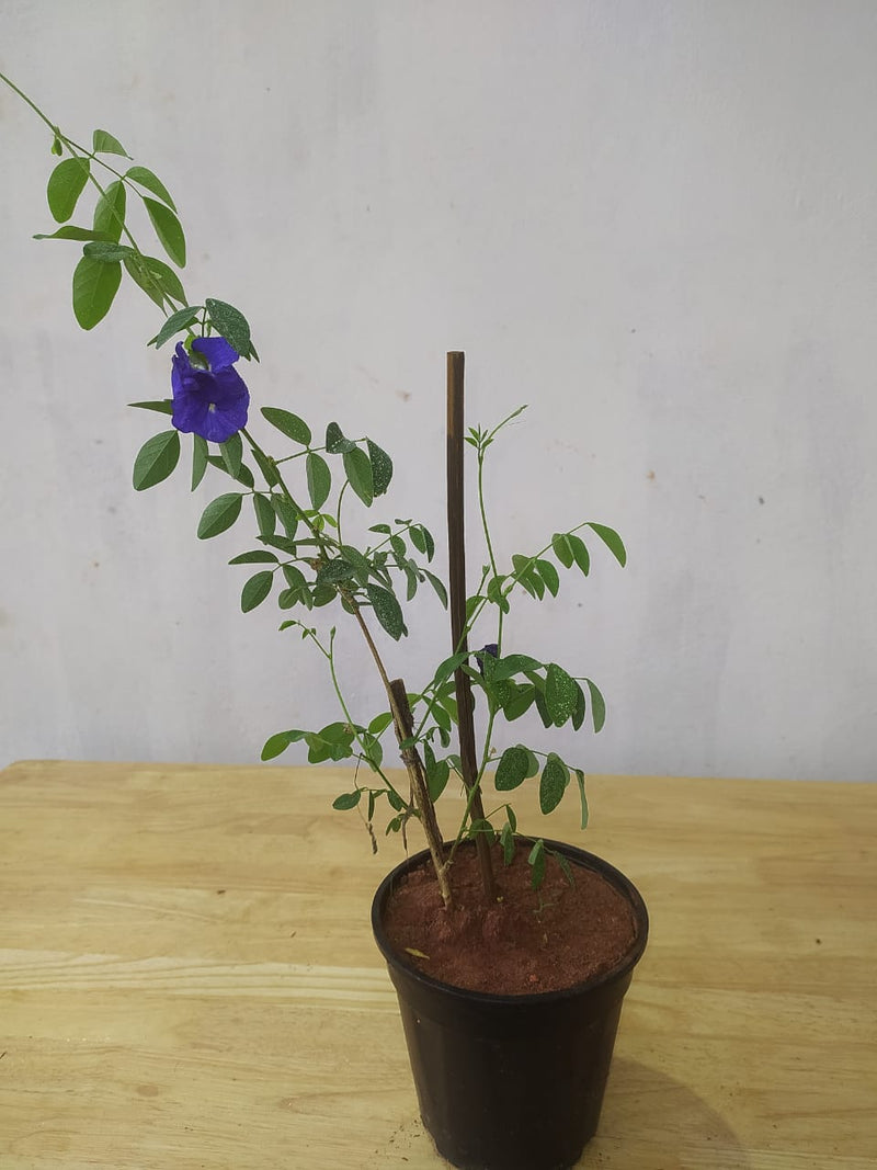Clitorea ternatea Blue Double - Creepers & Climbers