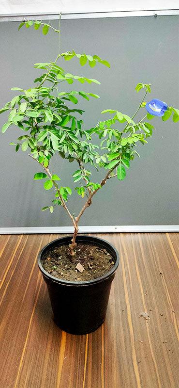 Blue Clitoria Ternatea Plant for Sale - Gokarna Variety