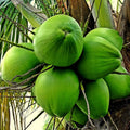 Exotic Coconut East Coast Tall Palm Tree - Add a Tropical Touch to Your Landscape Today!