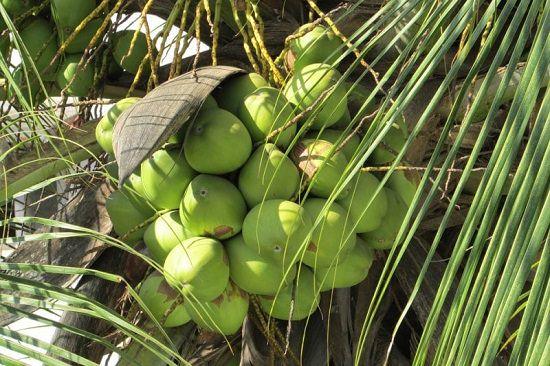 coconut palm varieties Exotic Coconut East Coast Tall Palm Tree