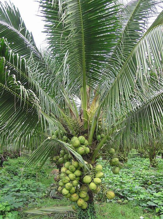 coconut palm plant Exotic Coconut East Coast Tall Palm Tree