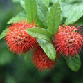 Experience the Beauty of Combreatum Erythrophyllum | Orange Flower Vine Plant for Sale