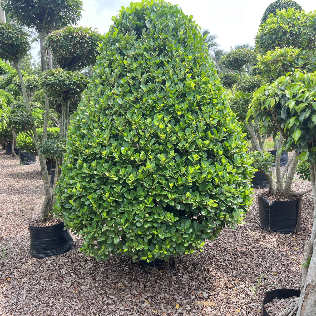 Cone-Shaped Ficus Plant for Sale — Saharanpur Nursery