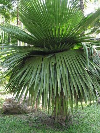Experience the Beauty of Cuban Petticoat Palm Tree with Copernicia Macroglossa for Sale