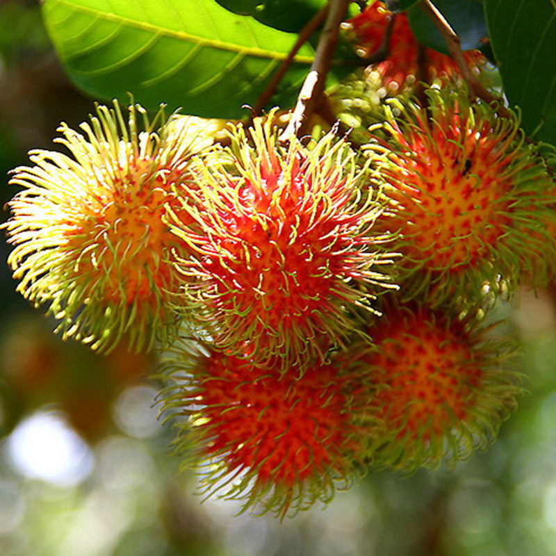 Rambutan Fruit - Fruit Plants & Tree