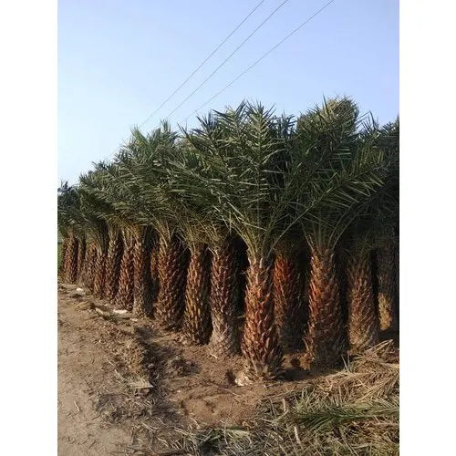 Date Palm - Phoenix dactylifera