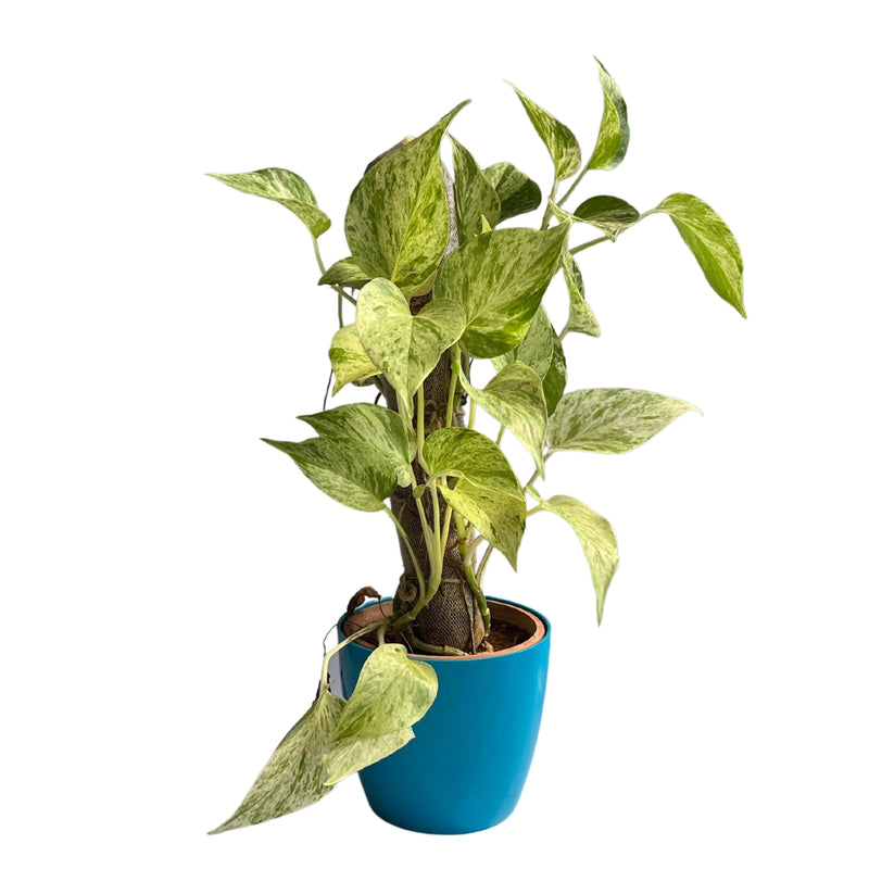 Devil’s ivy (Epipremnum aureum) Golden Pothos Money Plant With White Fiber Pot | Evergreen Indoor