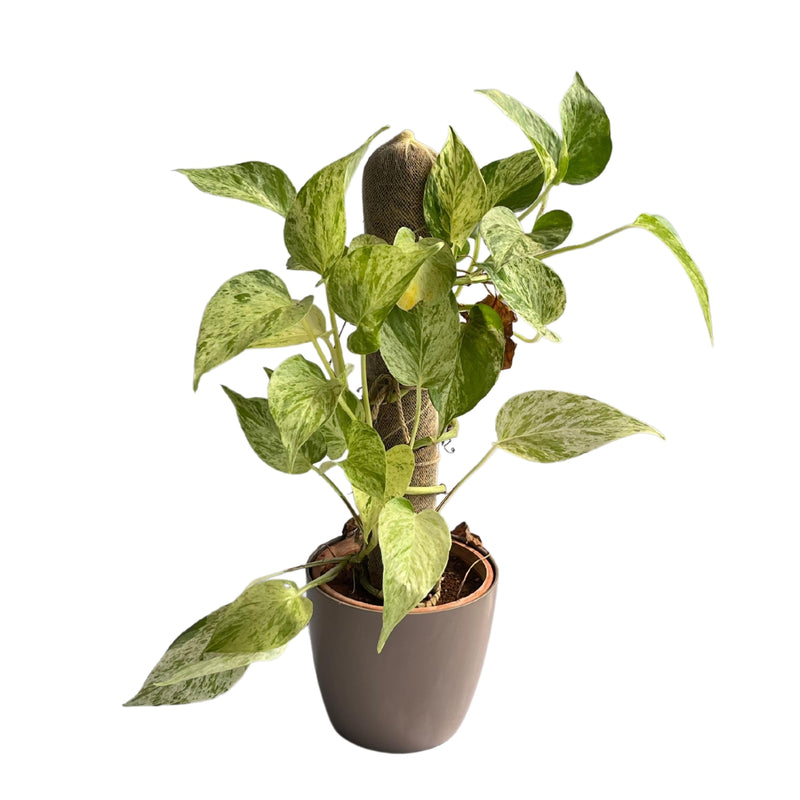 Devil’s ivy (Epipremnum aureum) Golden Pothos Money Plant With White Fiber Pot | Evergreen Indoor