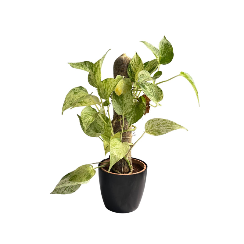 Devil’s ivy (Epipremnum aureum) Golden Pothos Money Plant With White Fiber Pot | Evergreen Indoor