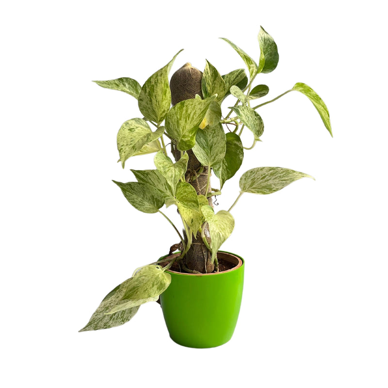 Devil’s ivy (Epipremnum aureum) Golden Pothos Money Plant With White Fiber Pot | Evergreen Indoor
