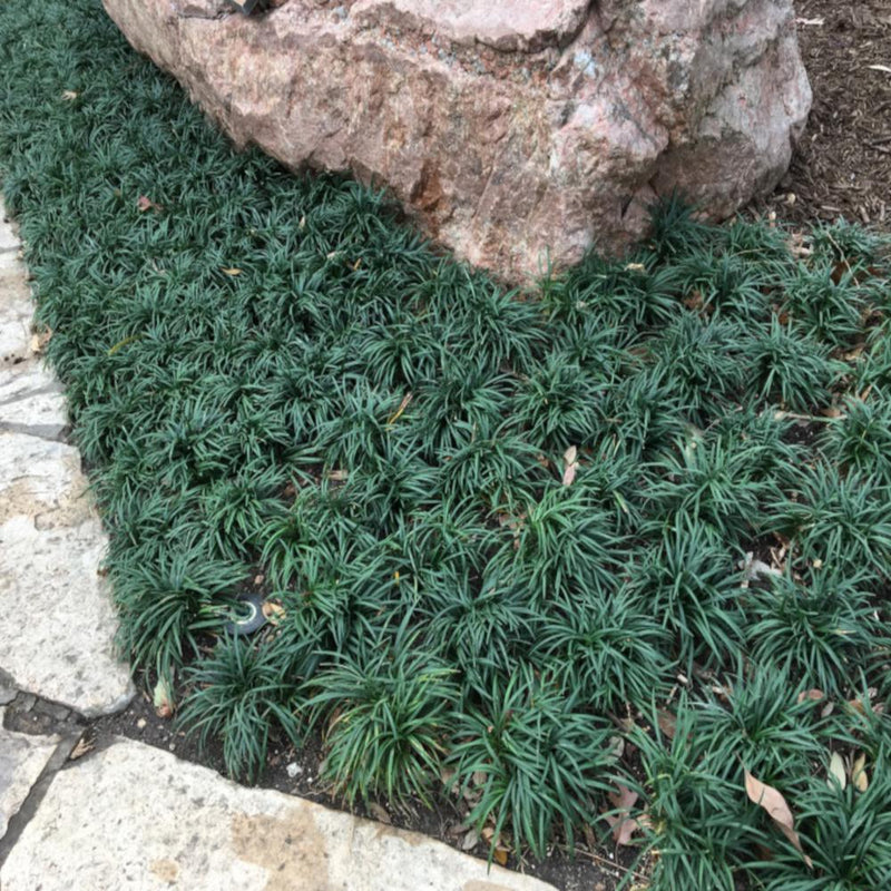 Mondo Grass Dwarf - Ornamental Plants