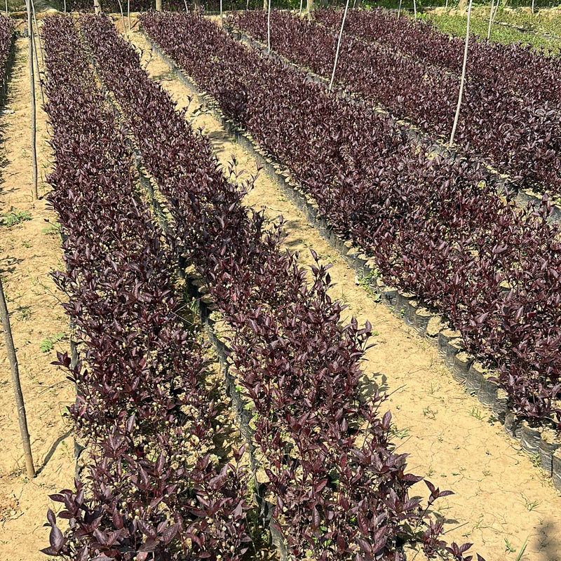 Buy Red Eranthemum in wholesale from Saharanpur Nursery