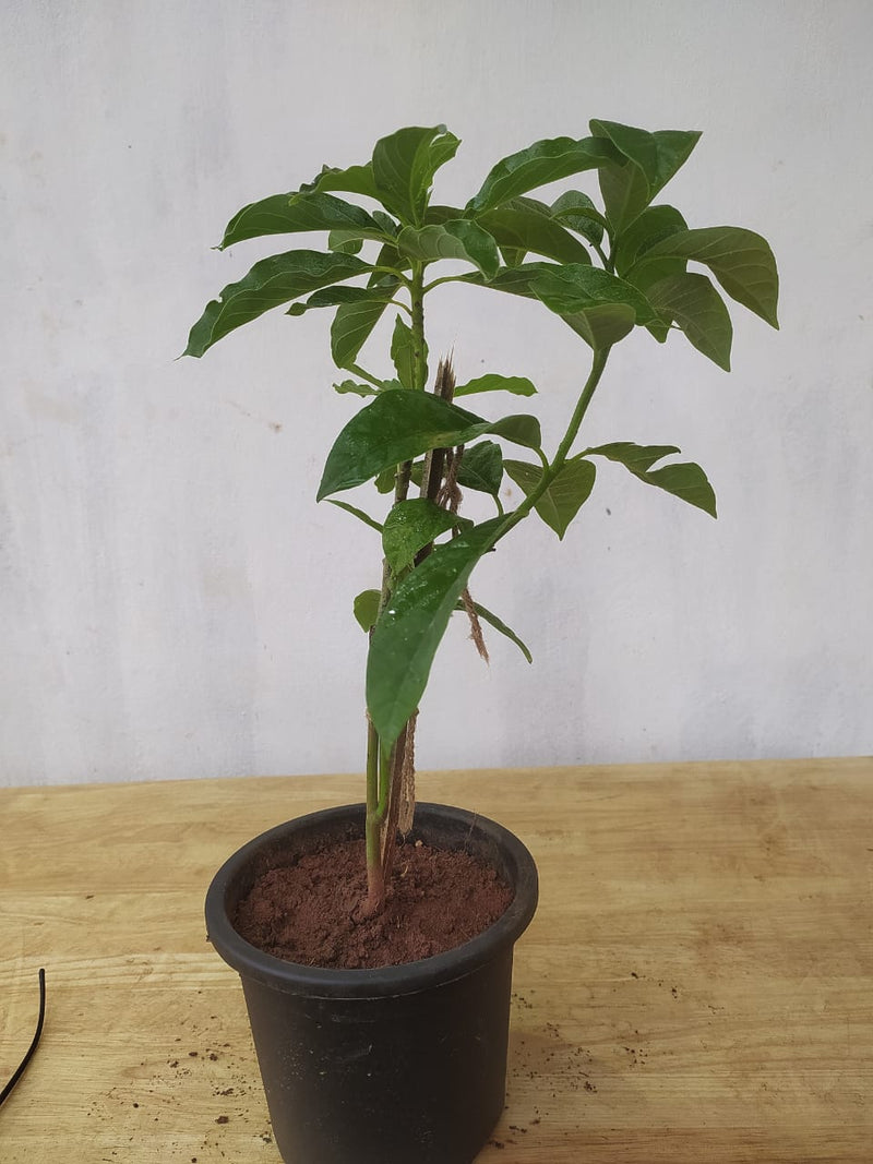 Avocado (Grafted) - Fruit Plants & Tree