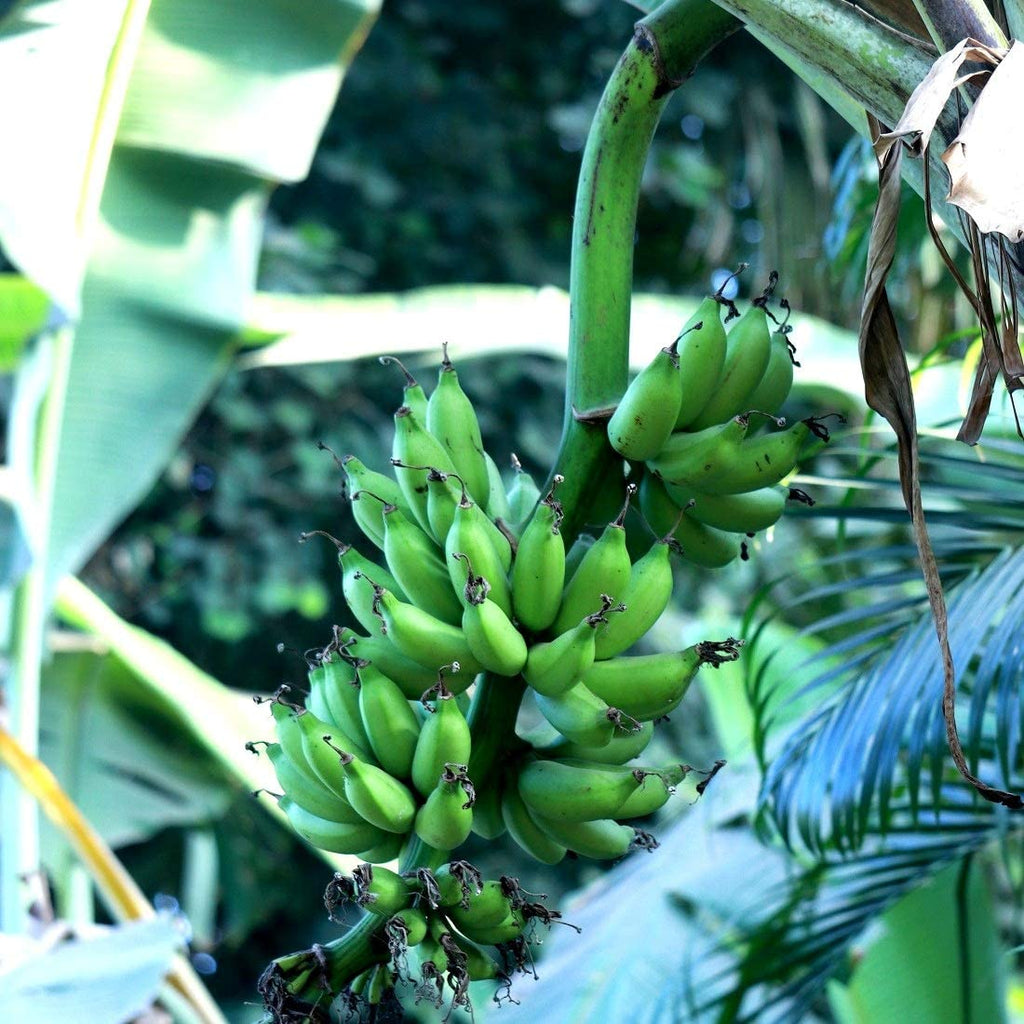 Banana Chakkrakeli - Fruit Plants — Saharanpur Nursery