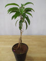 Chikoo-Pala(Grafted)- Fruit Plants & Tree