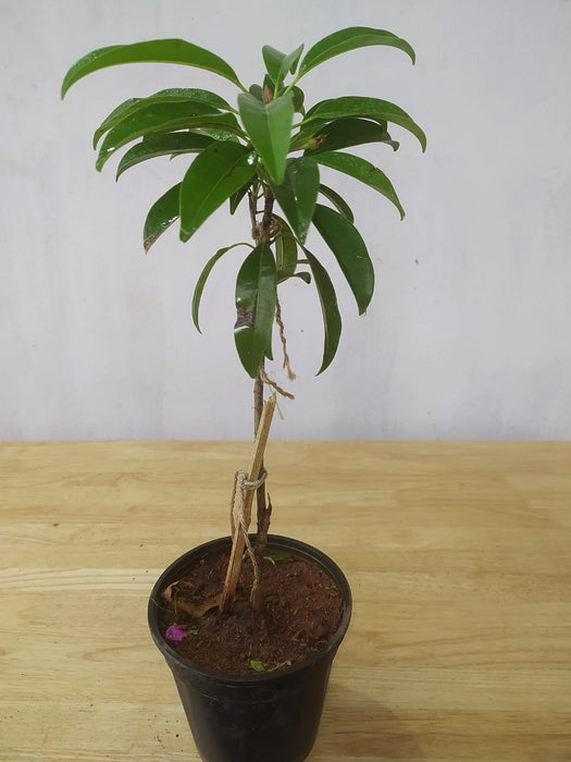 Chikoo-Pala(Grafted)- Fruit Plants & Tree