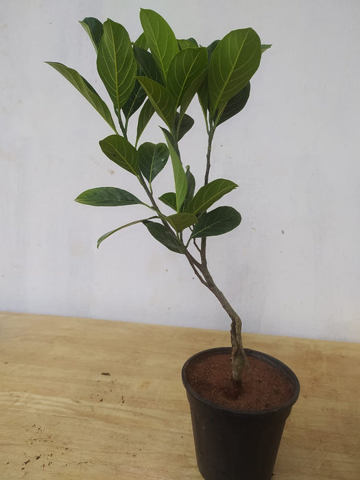 jackfruit tropical fruit trees live plants indoor/outdoor Jack Fruit Red/Red panasa (Grafted)- Fruit Plants — Saharanpur Nursery