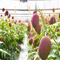 Miyazaki Mango (Grafted)