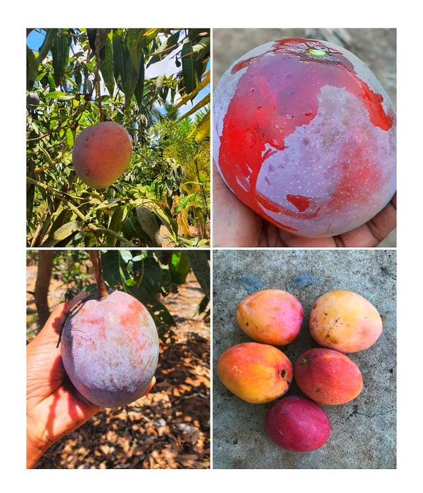 Mango Palmer(Grafted) - Exotic Fruit Plants