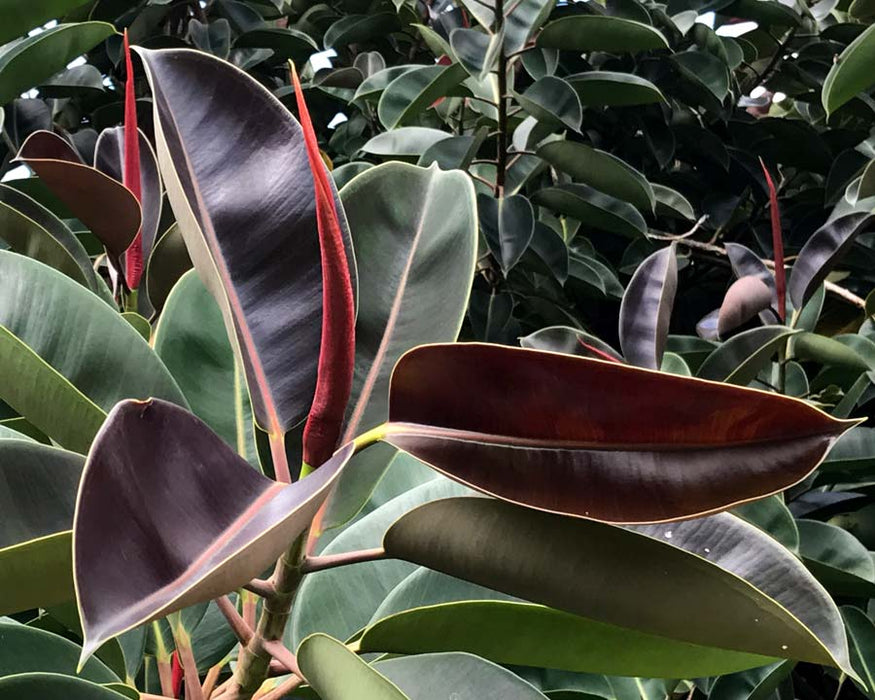 red rubber tree Ficus Elastica Red / Rubber Plant- Indoor/Outdoor — Saharanpur Nursery