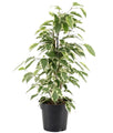 Ficus Benjamina Starlight - Indoor/Outdoor Ornamental Plants