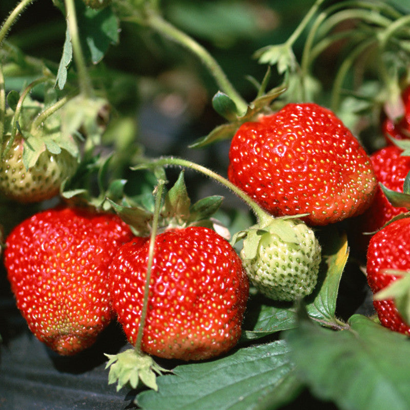 Strawberry - Fruit Plants & Tree