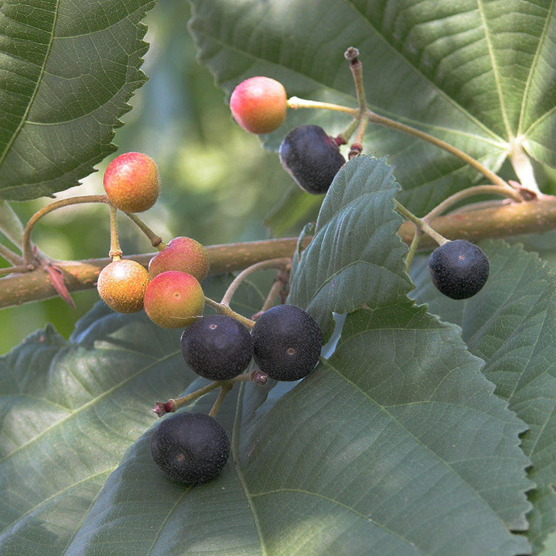 Phalsa /FalsaFruit - Fruit Plants & Tree — Saharanpur Nursery