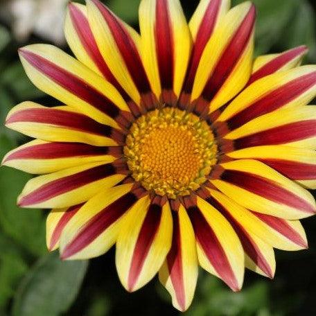 Brighten Your Garden with the Dwarf Gazania Plant - Gazania rigens nanus now available for purchase!