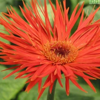 Gerbera jamesonii dwarf spider hybrids,Gerbera Pot Plant Spider Variety