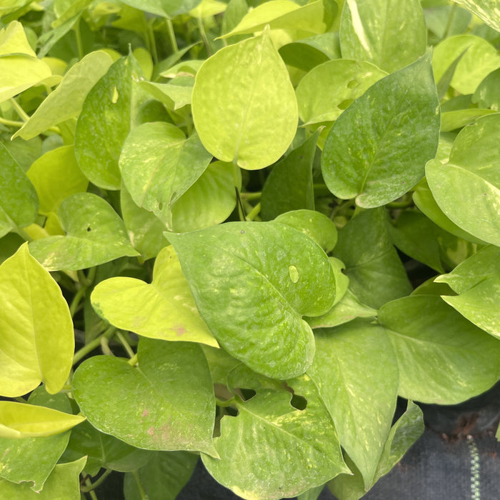 money plant epipremnum aureum Brighten up Your Home with the Stunning Golden Money Plant