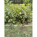 Guava/Amrud Sardar L49 Fruit Plant - Healthy Live Plant Outdoor Plant