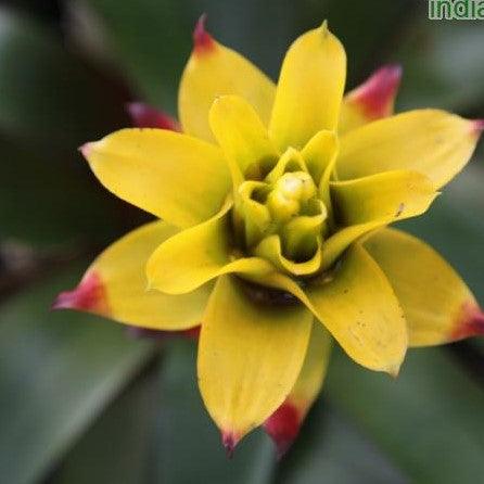 Exotic Beauty | Get Your Guzmania soledo Plant Today!