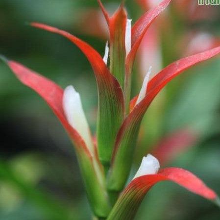 Experience the Beauty of the Amazon with Guzmania Wittmackii - Buy Now!