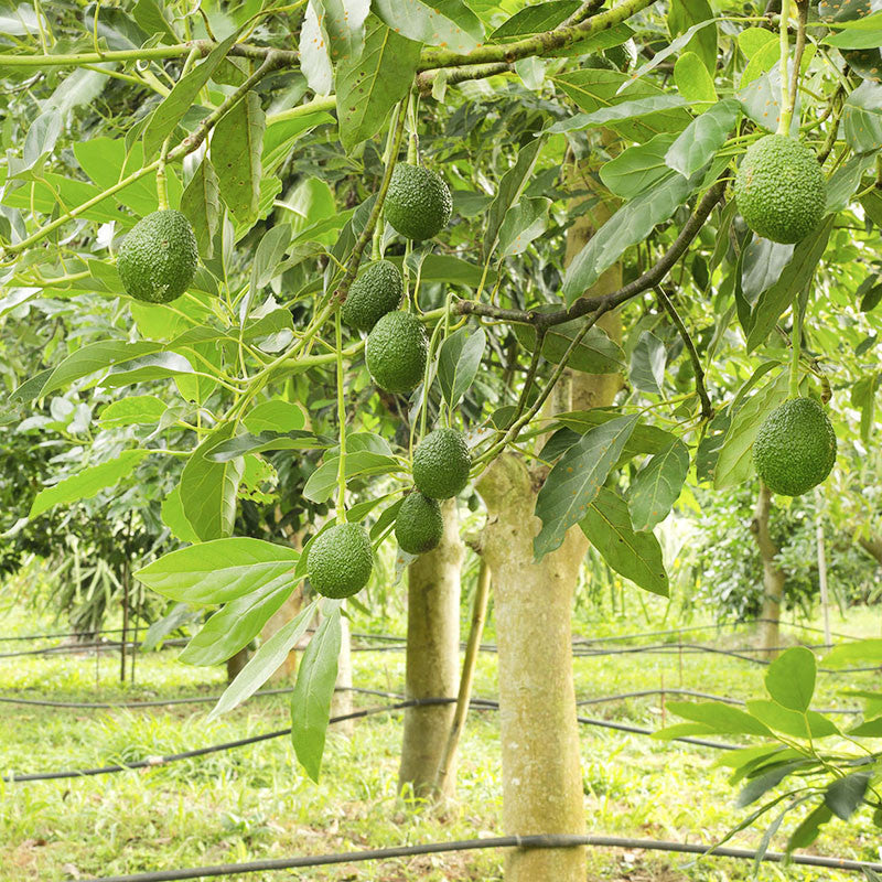 Avocado Hass (Grafted) - Fruit Plants & Tree