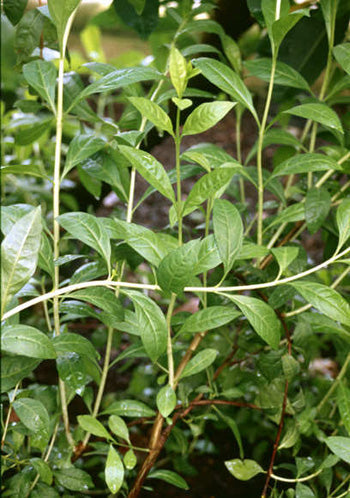 Lawsonia inermis/Henna/Mehendi Plant - Plant